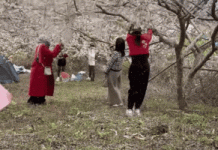 Đánh đu, lắc cành để ‘sống ảo’ với hoa mận ở Lào Cai