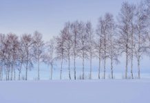 Thị trấn ở Nhật đốn hạ hàng bạch dương lâu năm vì du khách kéo đến quá đông