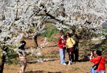 Hoa mận nở trắng Mộc Châu, du khách thoải mái chụp ảnh chỉ với 30.000 đồng