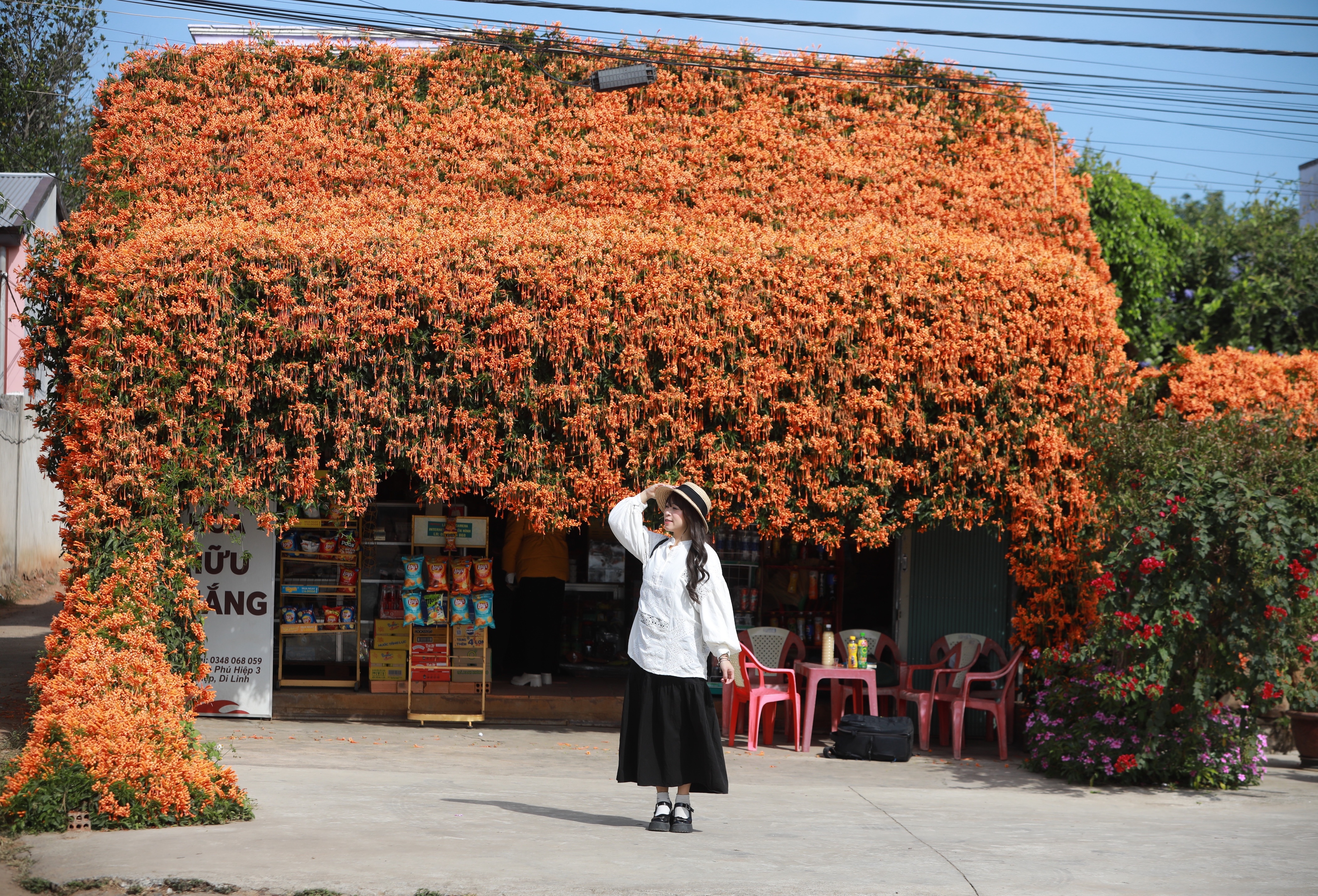 hoa xac phao Di Linh anh 14