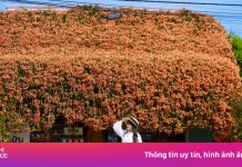 2 ngôi nhà hoa xác pháo ‘nổi như cồn’ ở Lâm Đồng