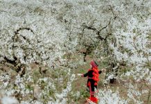 Khách trèo cây rung hoa chụp ảnh “sống ảo”, chủ vườn mận Mộc Châu bất lực