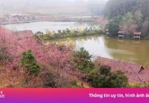 Măng Đen trồng 1 triệu cây mai anh đào hút khách du lịch