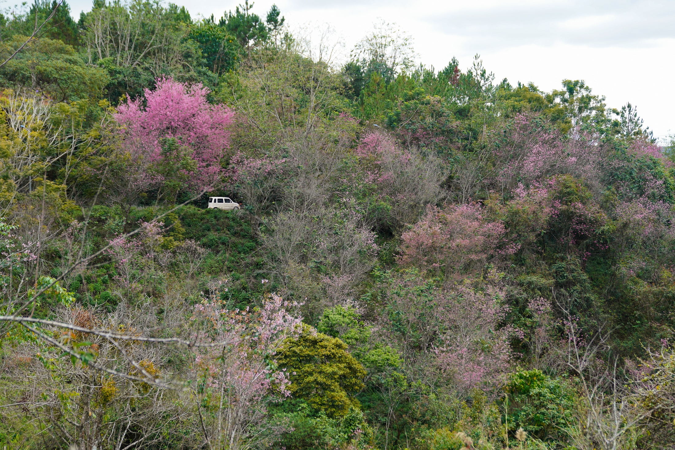 Mai anh dao Da Lat anh 11