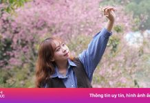Xin nghỉ làm đi Đà Lạt ‘săn’ ảnh hoa mai anh đào