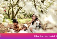 Hoa mận bung nở trắng trên cao nguyên Mộc Châu ngày đầu Xuân