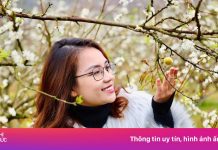 Rộ fanpage lừa đảo khách ngắm hoa mận tại Mộc Châu
