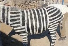Nhuộm sơn đen và trắng biến lừa thành ngựa vằn, công viên bị tố lừa đảo