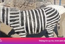 Vườn thú Trung Quốc bị tố lừa đảo vì ‘hô biến’ lừa thành ngựa vằn