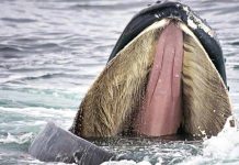 Người chèo thuyền kể khoảnh khắc sinh tử bị cá voi nuốt chửng rồi nhả ra
