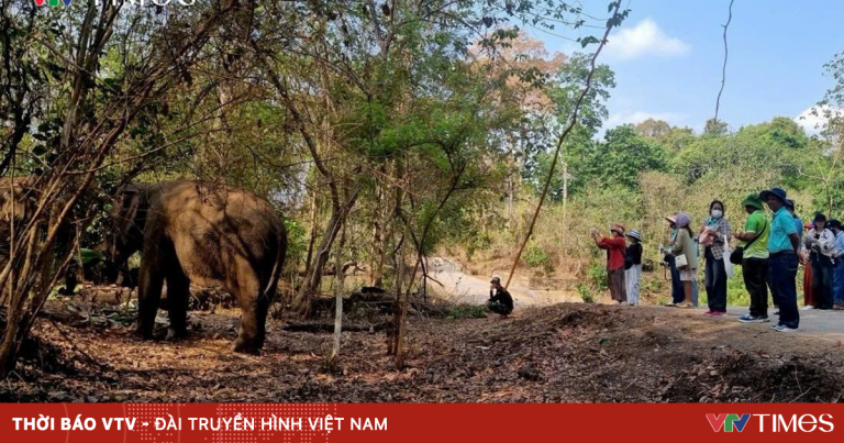 Trải nghiệm du lịch thân thiện với voi tại Vườn Quốc gia Yok Đôn