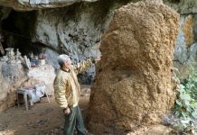 Cả làng bảo vệ tổ mối cao hơn 2m, không ai dám xâm hại