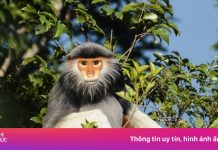 Xem Voọc chà vá đu cành, tắm nắng ở Đà Nẵng