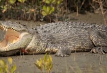 Vuốt ve cá sấu định cho ăn, khách bị kéo tuột xuống nước suýt bỏ mạng