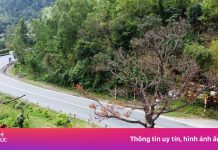 Cây thông ‘cô đơn’ trên đèo Hải Vân đã chết khô