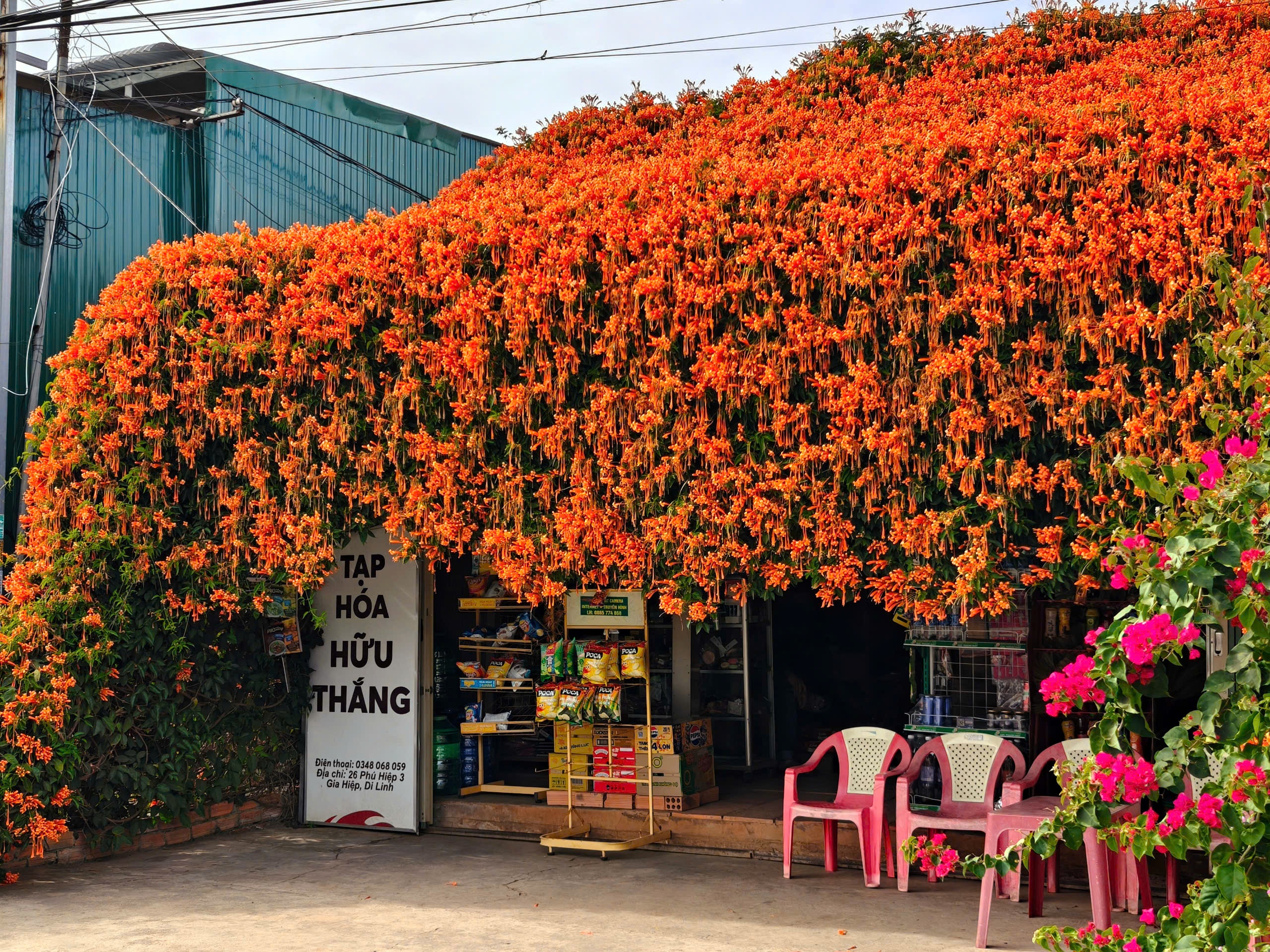 hoa xac phao Di Linh anh 13