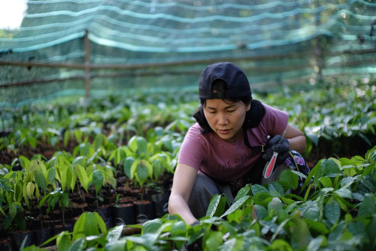 Hồi sinh đồi đá thành nông trại ca cao đặc biệt với những triết lý bất ngờ về nông nghiệp bền vững - Ảnh 7.