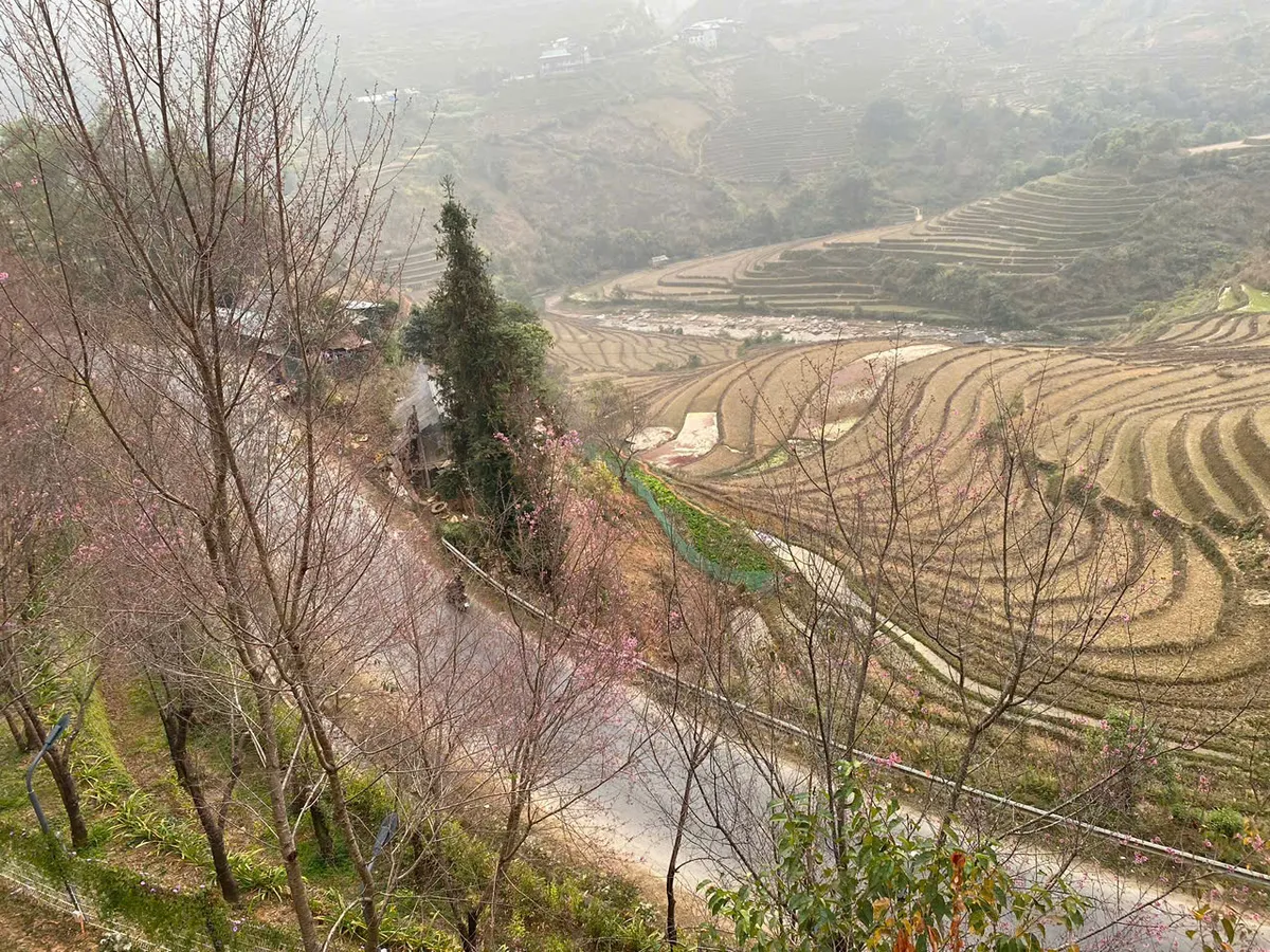 Du xuân ngắm hoa mận, ruộng bậc thang ở Mù Cang Chải - Ảnh 5.