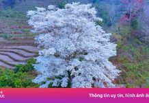 ‘Cây cô đơn’ nở hoa trắng như tuyết tại Lào Cai