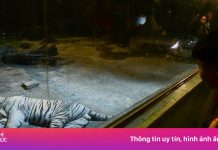 Đến Thảo Cầm Viên ban đêm xem hổ nằm ngủ, trăn săn mồi