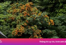 Hoa rì là hoa gì?