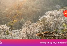 Ngôi làng giữa biển hoa ban trắng ở Điện Biên