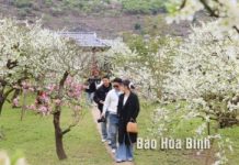 Sơn La: Khám phá thiên đường mận trắng Nà Ka