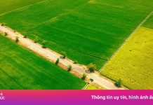 Cánh đồng ‘nửa xanh, nửa vàng’ tại Vũng Tàu