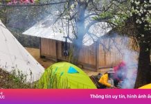 Cạn phòng homestay bản Nậm Nghiệp mùa hoa táo mèo đẹp nhất 5 năm