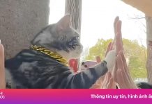 Chú mèo Trung Quốc ‘nổi như cồn’ nhờ ngồi cổng chùa vẫy khách