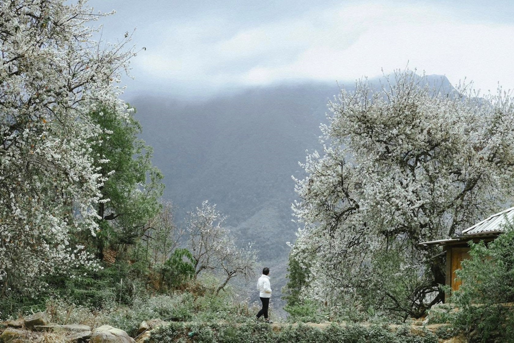 son tra Nam Nghiep anh 8