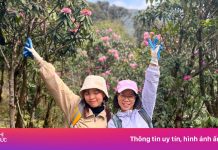 Hoa đỗ quyên nở ít, khách vẫn ‘điên cuồng’ trekking Putaleng