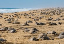 Cảnh hiếm gặp ở bãi biển khiến người xem nổi da gà nhưng không được tới gần