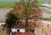 Cây gạo 200 tuổi ở Bắc Giang nở hoa rực rỡ, khách đến đông, ô tô đỗ dọc triền đê