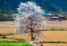 Cây lê cô đơn ở Cao Bằng có gì đặc biệt khiến cả trăm khách ghé mỗi ngày?