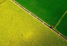 Con đường giữa cánh đồng ‘nửa xanh, nửa vàng’ cách TPHCM 90km gây sốt