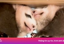 35.700 người thi nhau đặt tên cho gấu trúc mới sinh ở Hong Kong