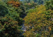 Dòng suối giữa đại ngàn Bình Định mùa hoa trang rực rỡ, đẹp nao lòng