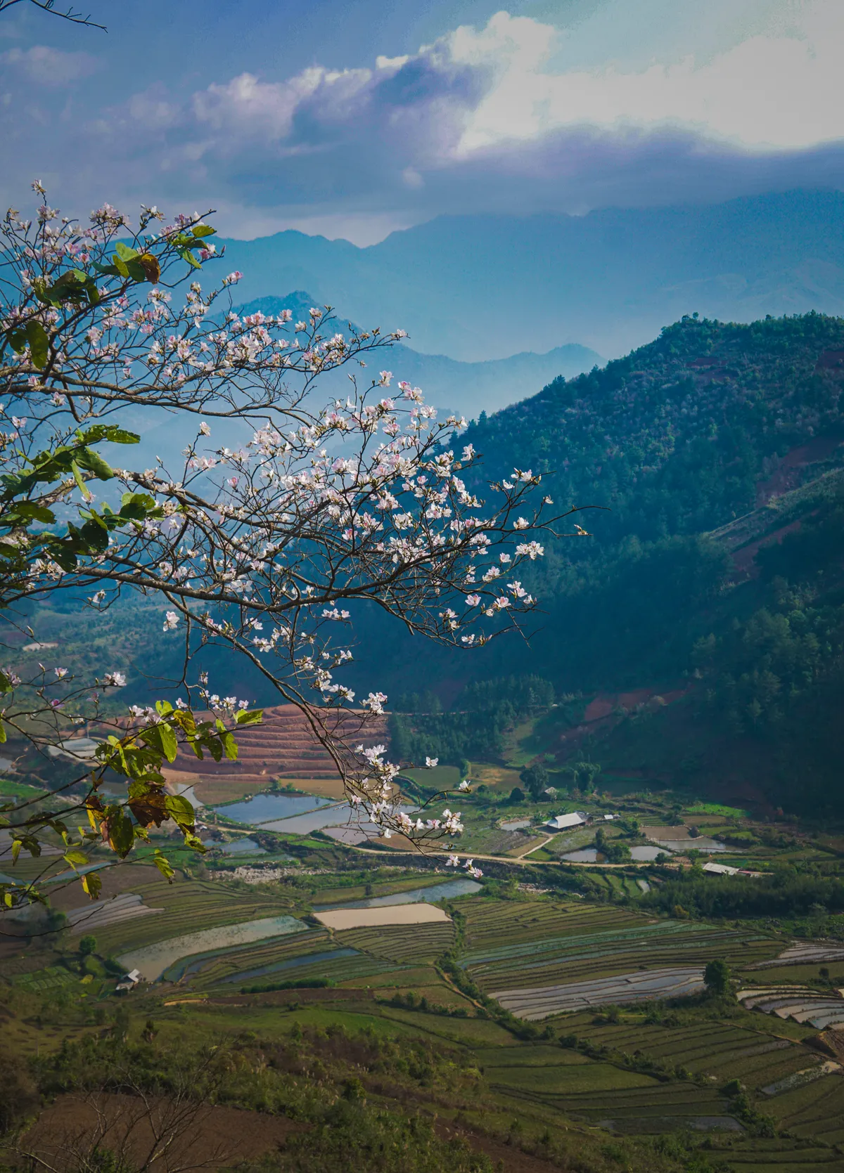 Tháng 3 chào đón những mùa hoa - Ảnh 1.