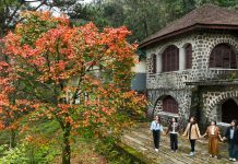 Hoa đỗ quyên bung nở trên đỉnh núi, khung cảnh Bạch Mã đẹp tựa ở trời Âu