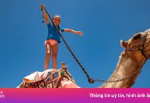 Đồng loạt ngừng các tour cưỡi lạc đà quanh kim tự tháp Ai Cập