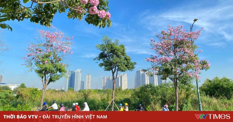 TP Hồ Chí Minh: Mùa hoa kèn hồng gọi nắng