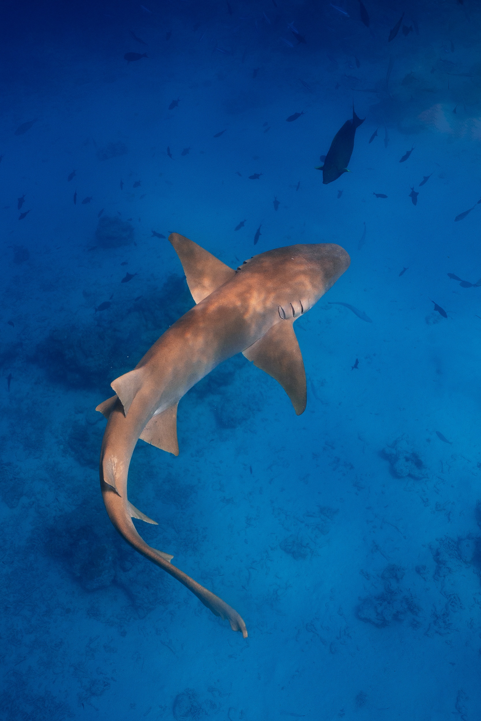Du lich Maldives tiet kiem anh 16