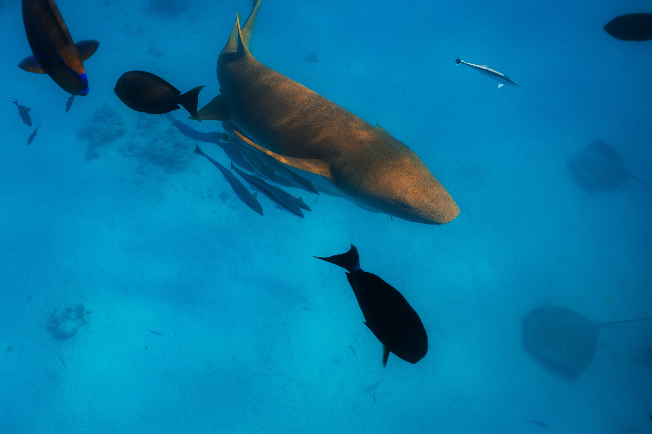 Du lich Maldives tiet kiem anh 11