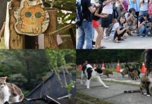 Ngôi làng có số lượng mèo nhiều hơn người, hút khách du lịch