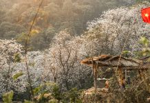 Ngôi làng giữa biển hoa ban trắng ở Điện Biên, đẹp như bước ra từ cổ tích