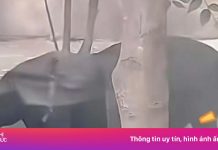 Báo đen ở vườn thú Trung Quốc ‘bụng chạm đất’ vì quá béo