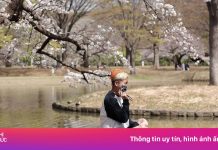 Sốt tour đi ‘Cung đường Vàng’ Nhật Bản ngắm hoa anh đào