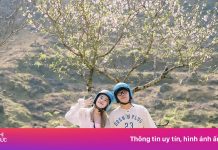 Hà Giang lọt danh sách điểm ngắm hoa anh đào đẹp nhưng kín tiếng