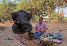 Chú voi trổ tài nấu ăn, làm gỏi đu đủ Thái, gây sốt mạng xã hội